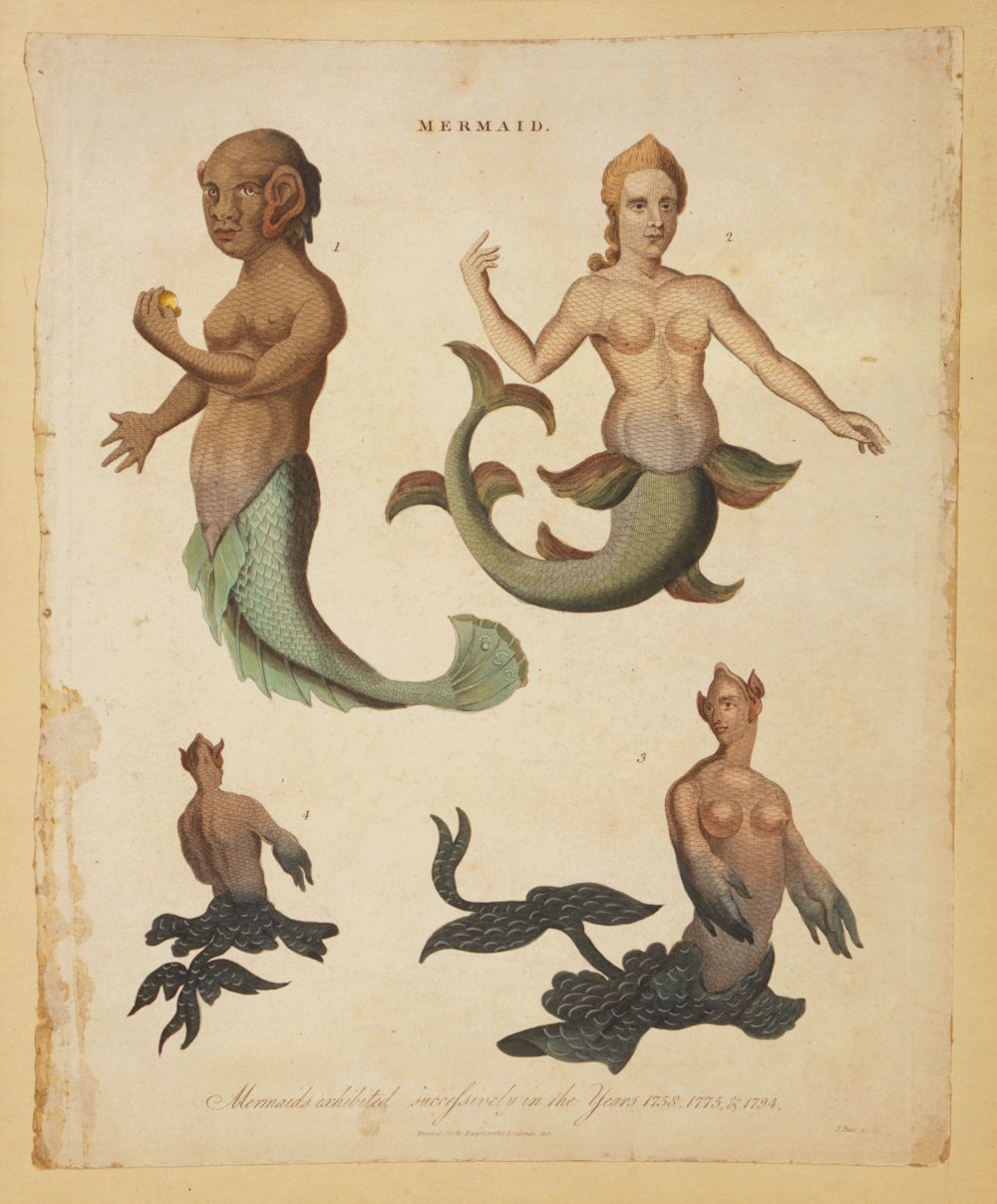 A vintage illustration titled 'MERMAID' featuring four depictions of mermaids with varying skin tones and tail styles, along with illustrations of fish and seaweed. The caption below reads 'Mermaids exhibited incoffers in the years 1737 & 1738.'