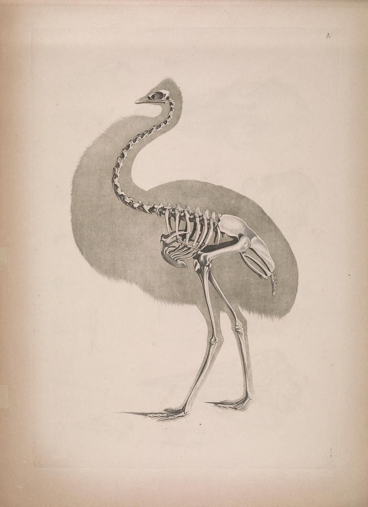 Vintage illustration of a swan skeleton with a shaded swan outline.