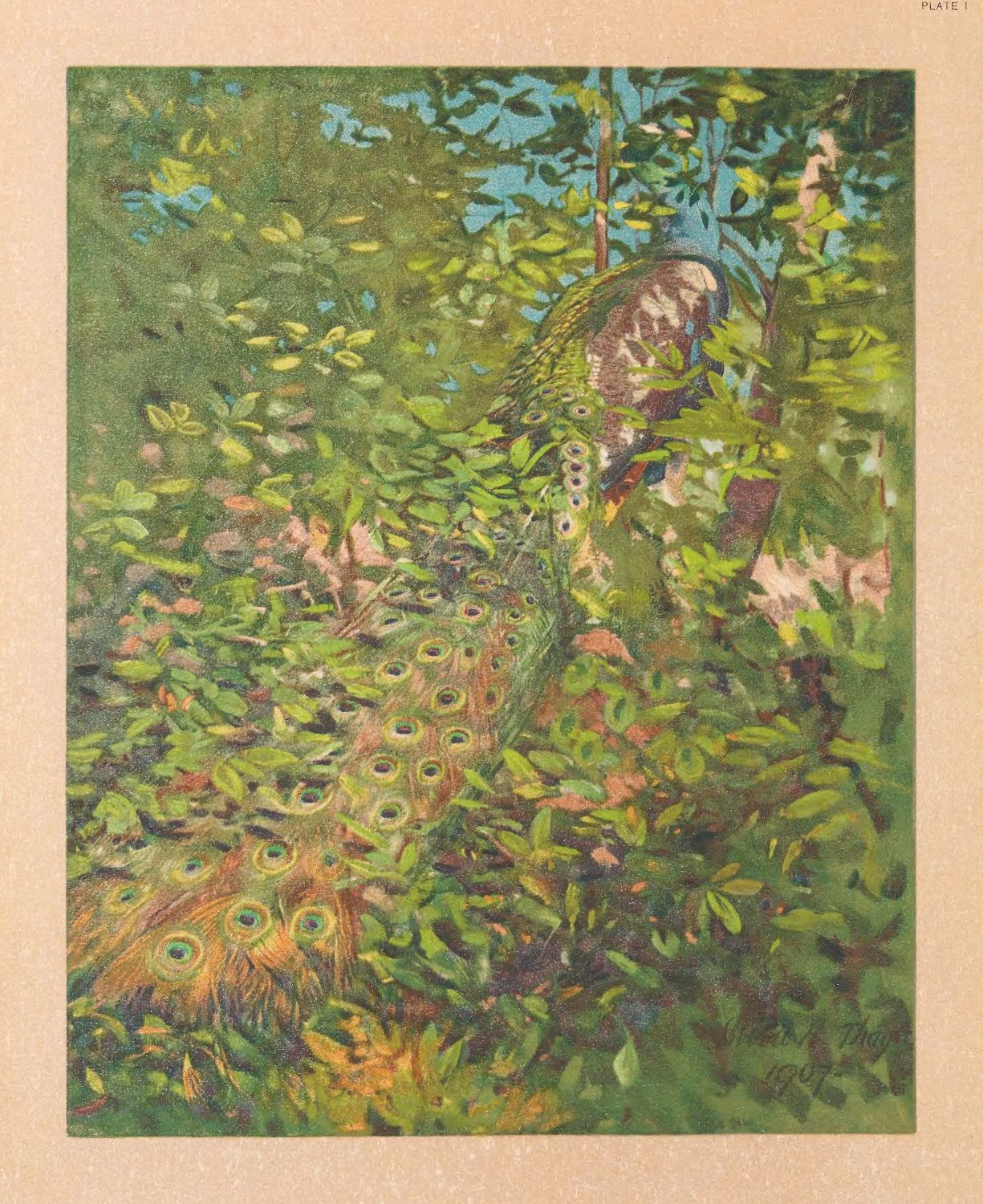 A vintage illustration of a peacock hidden within lush foliage, its vibrant tail feathers cascading downwards.