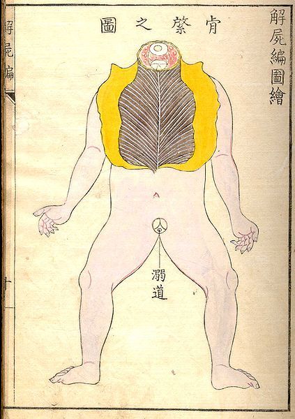 Vintage anatomical illustration of a human body with internal organs and meridian lines.