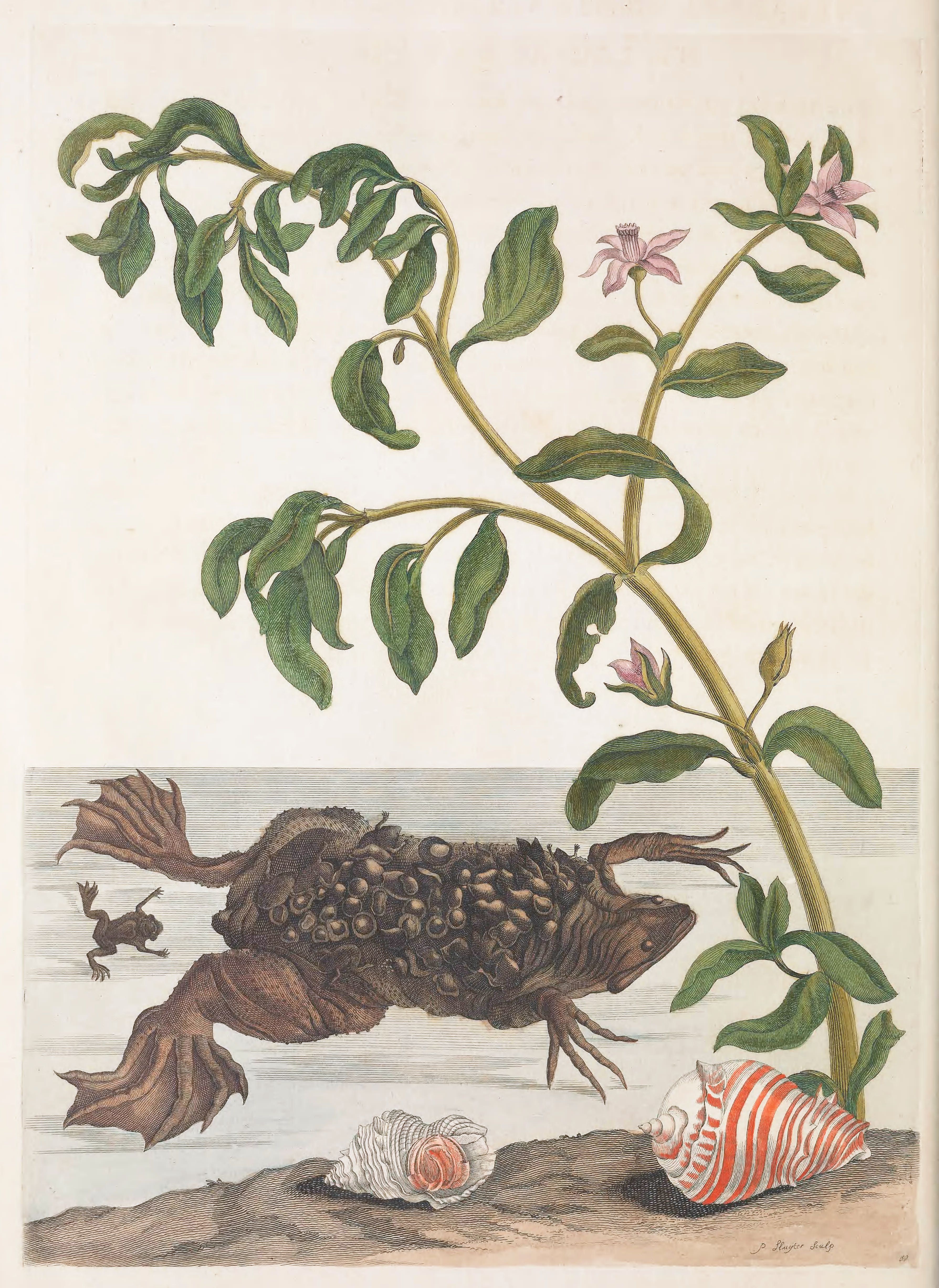 Vintage illustration of a crab covered in barnacles, a plant with pink flowers, seashells, and a frog.