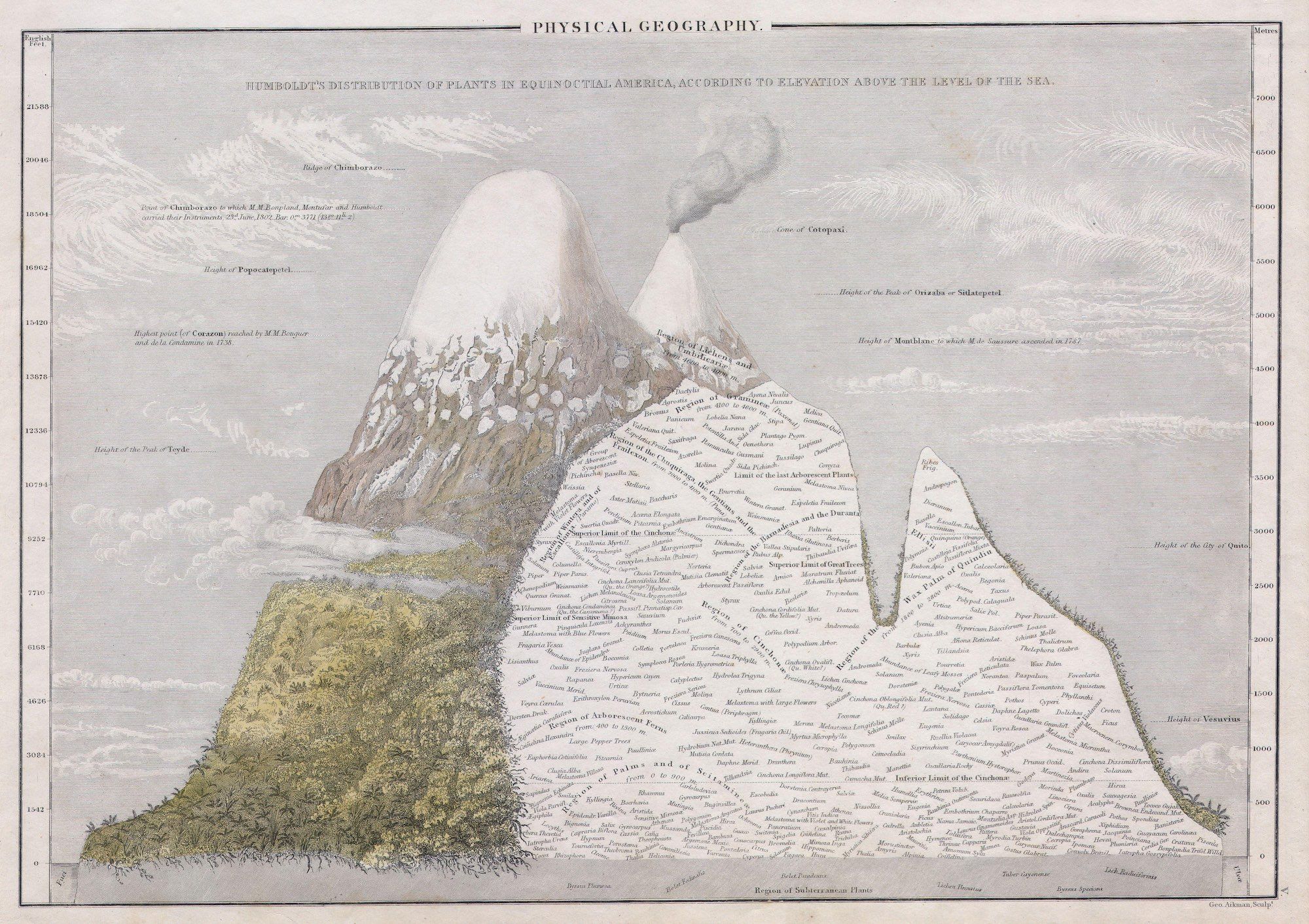 A vintage illustration titled "Physical Geography: Humboldt's Distribution of Plants in Equinoctial America According to Elevation Above the Level of the Sea." It's a detailed chart or diagram depicting a cross-section of a mountain range, with various plant species labeled at different elevations.