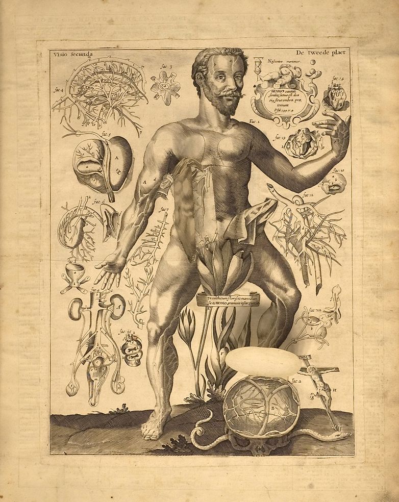 Vintage anatomical illustration of a nude man with visible musculature and internal organs, surrounded by botanical illustrations and text.