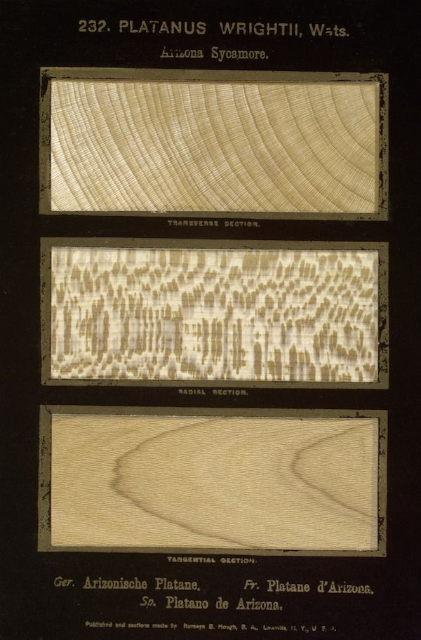 Vintage botanical illustration of Arizona Sycamore wood sections.