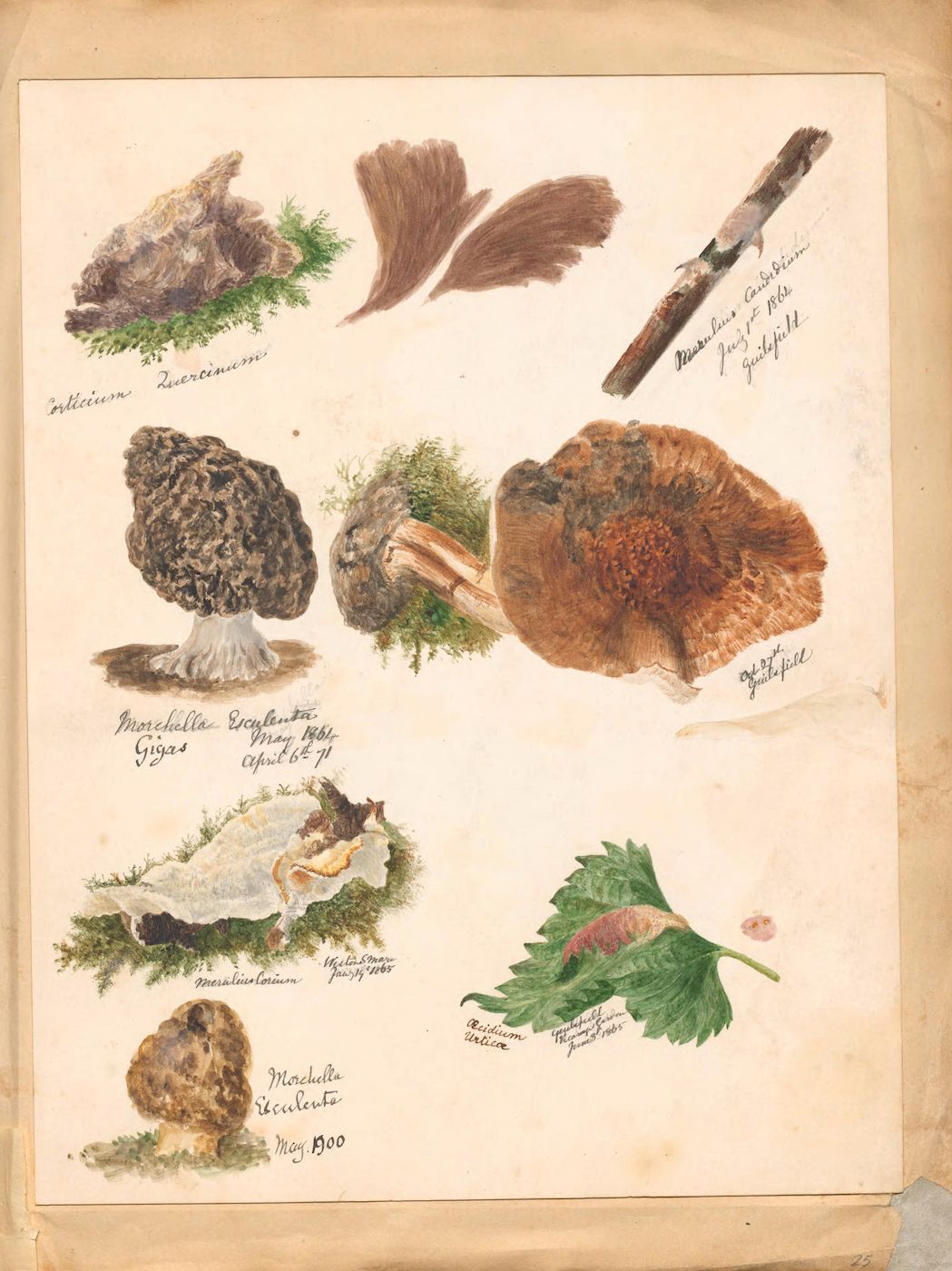 Vintage botanical illustration of mushrooms, pine cone, feather, and leaf with handwritten labels.