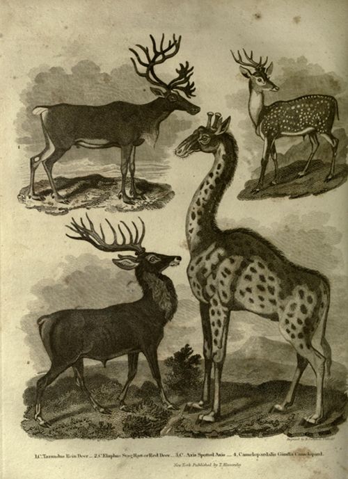 Vintage illustration of four deer-like animals, including a giraffe-like creature with a long neck and spotted coat.