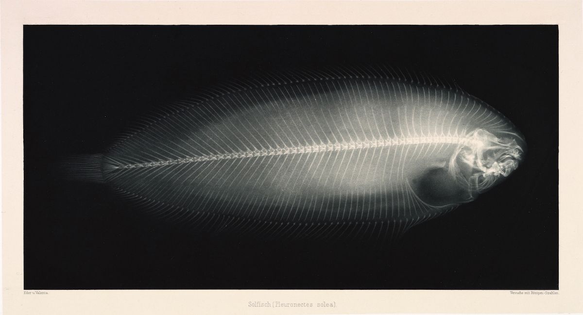 Vintage x-ray of a solefish skeleton, showing the spine, ribs, skull, and fins.