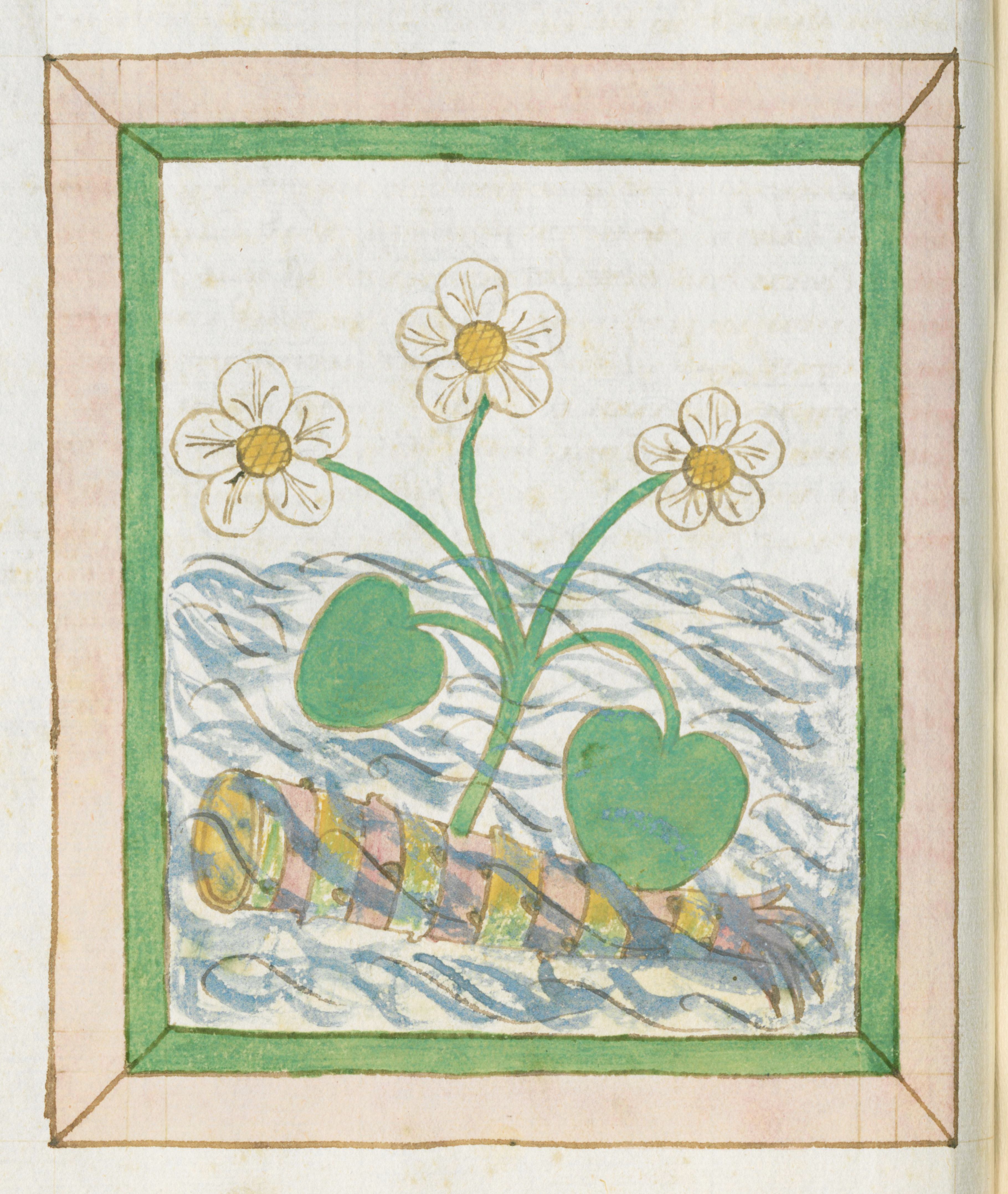 A medieval botanical illustration of a plant with white flowers and heart-shaped green leaves growing in water, framed by a green border.