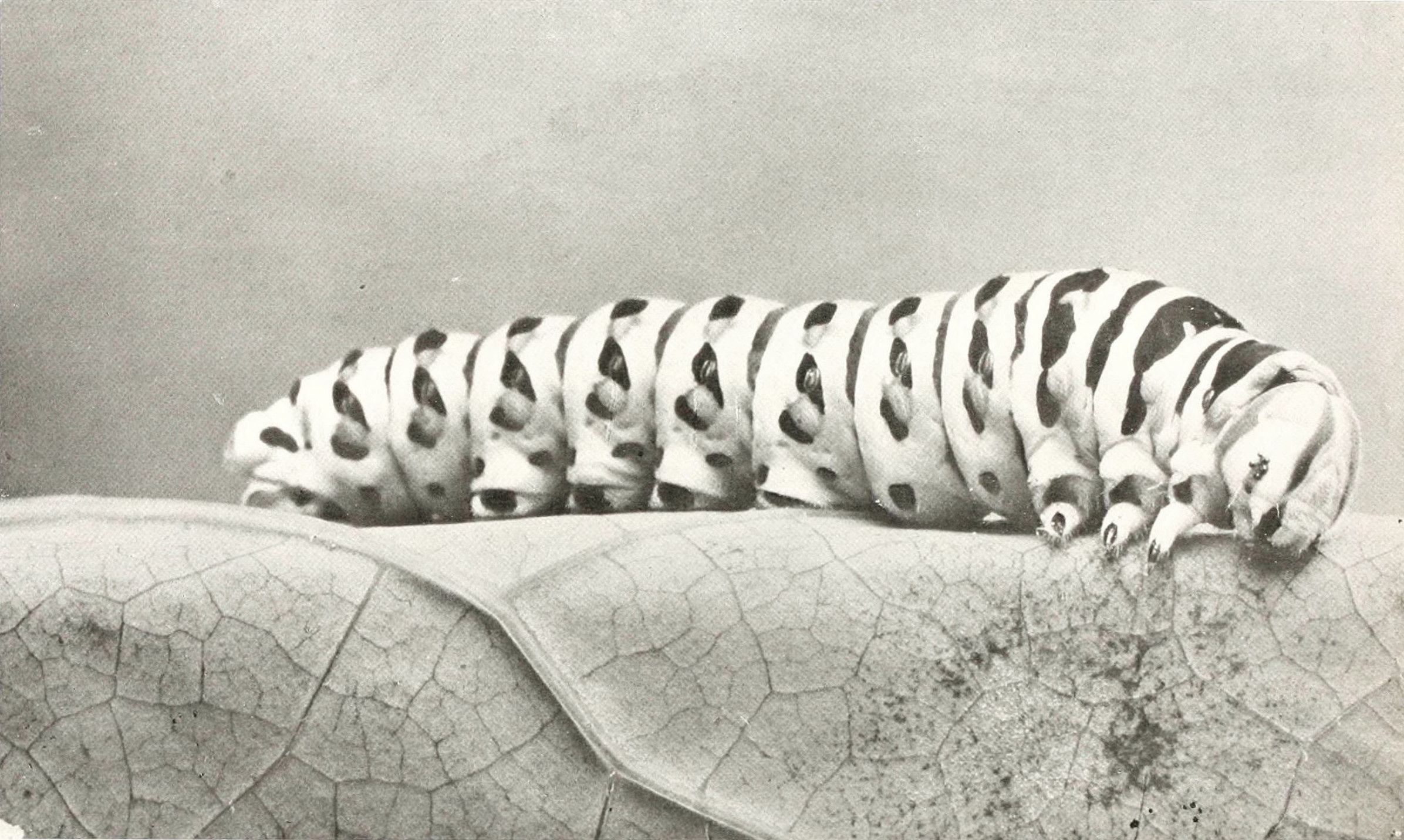 A black and white photograph of a caterpillar with a distinctive pattern of dark and light bands resting on a cracked leaf.