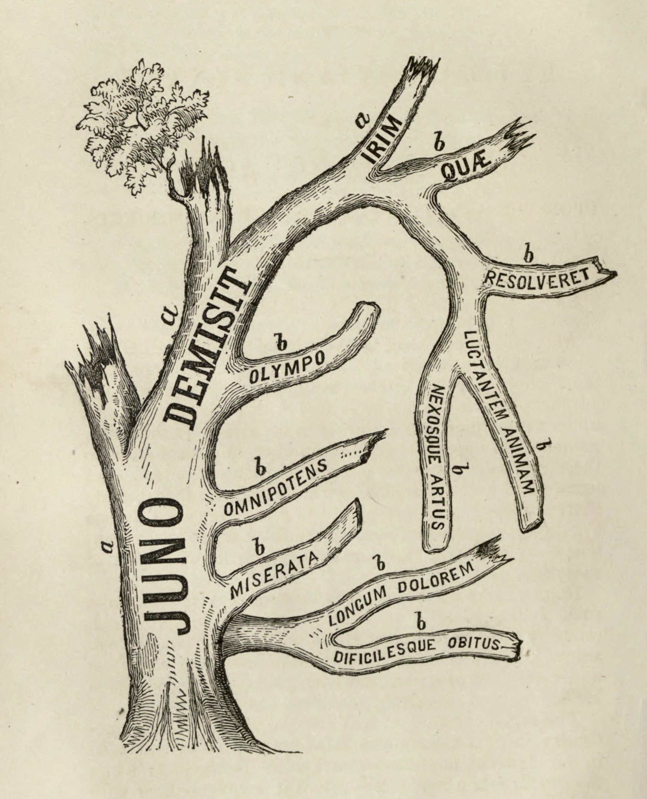 Vintage illustration of a tree with layered branches and Latin text labels.