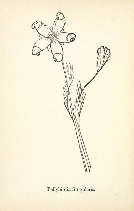 Vintage botanical illustration of a plant named 'Pollybirdia Singularis' with bird-shaped petals.