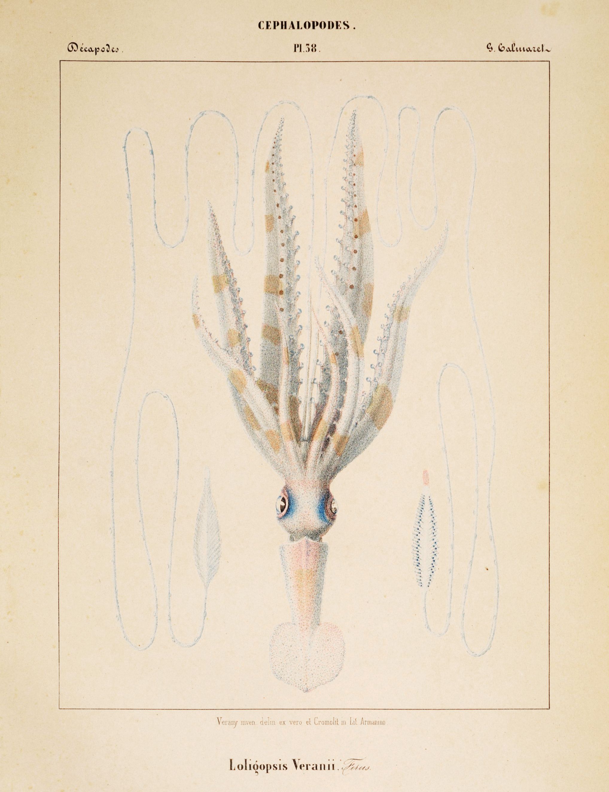 Vintage scientific illustration of a Loligoopsis Veranii cephalopod with numerous tentacles and a prominent eye, on a pale yellow background.