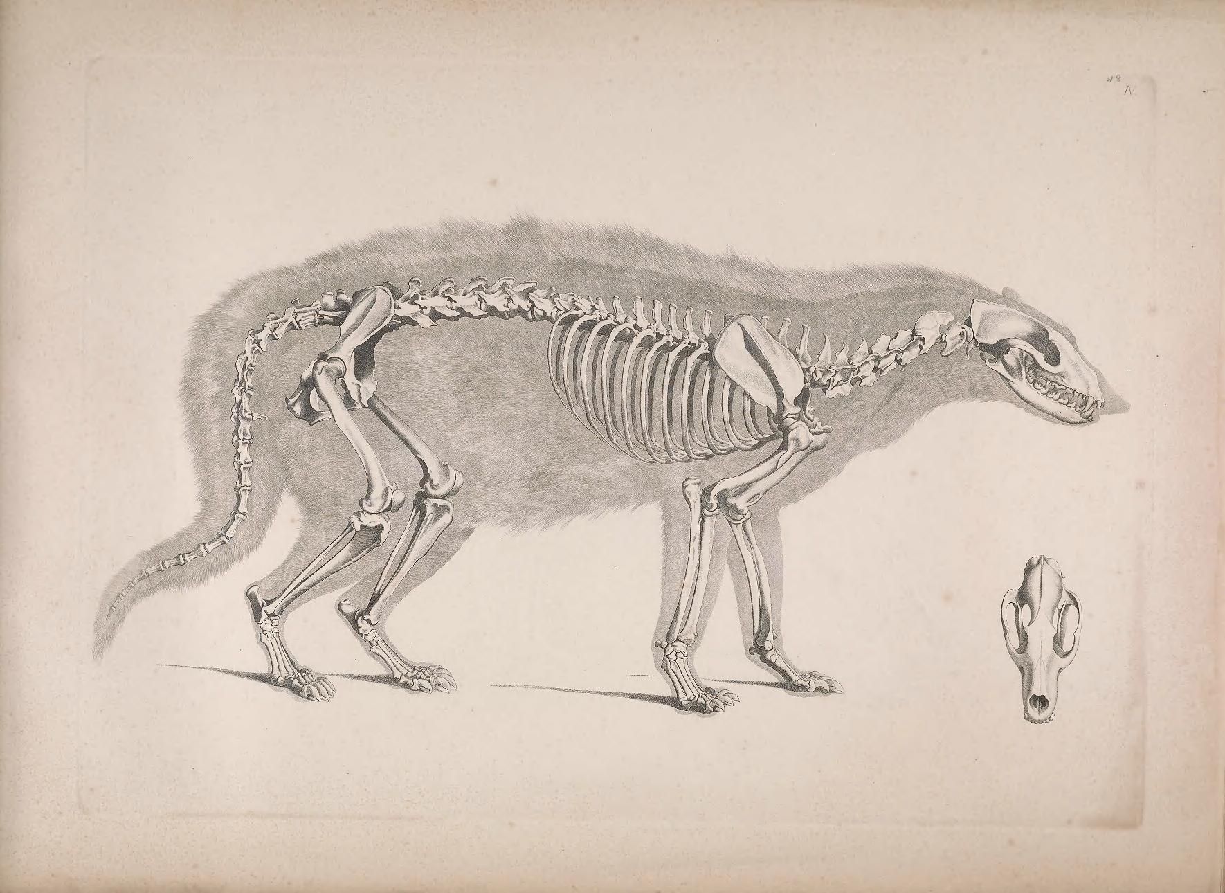 Vintage illustration of an animal skeleton, likely a dog or wolf, with a detailed skull drawing in the corner.