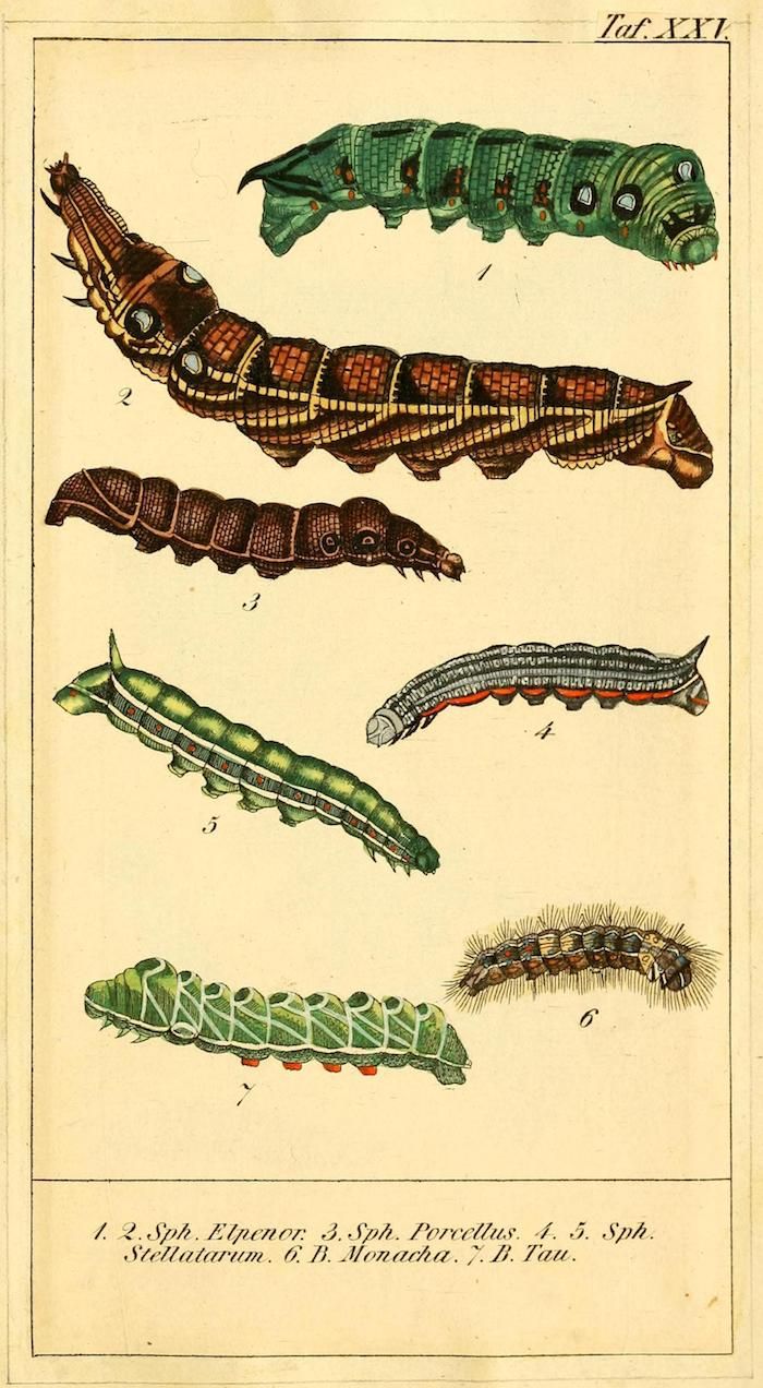 Vintage botanical illustration of seven different caterpillars, each labeled with a number and a scientific name in Latin.