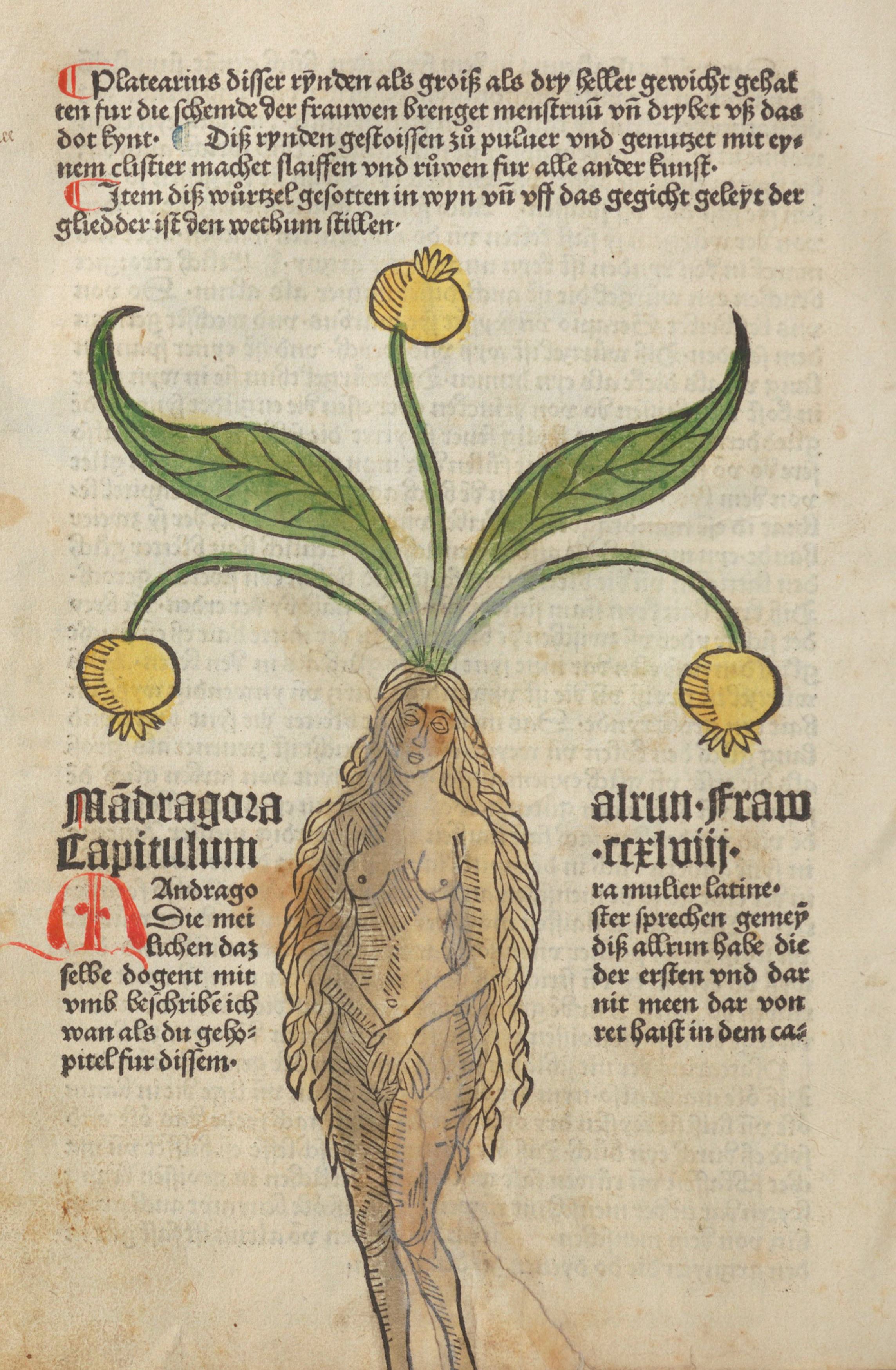 A woodcut illustration of a nude human figure emerging from the roots of a mandrake plant, surrounded by dense German text.