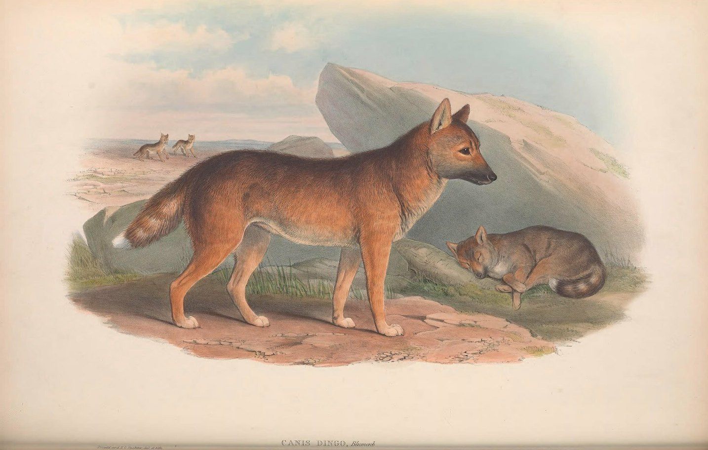 Vintage illustration of a dingo in a rocky landscape.