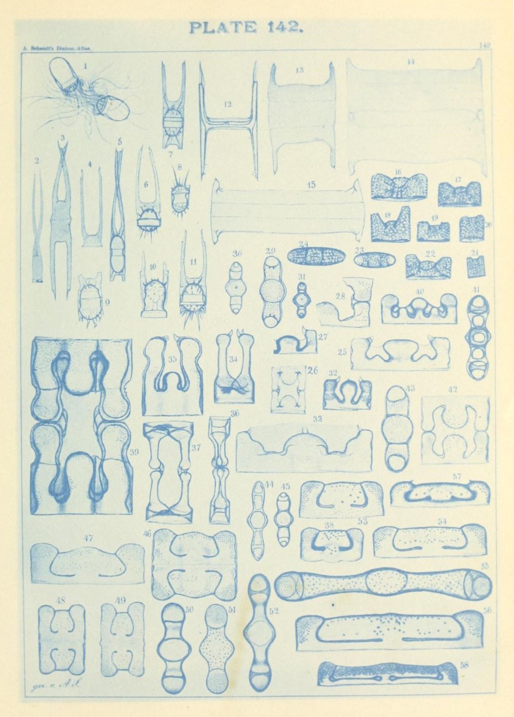 Vintage scientific illustration labeled "PLATE 142" featuring numbered diagrams of microscopic organisms or structures.