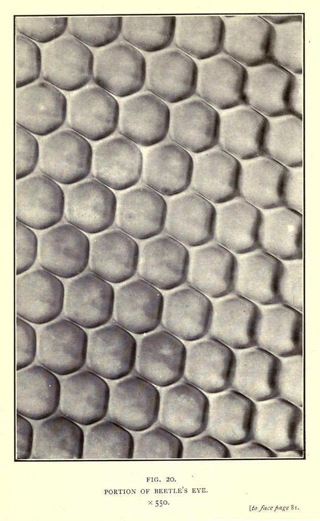 Close-up of a beetle's eye showing hexagonal facets.