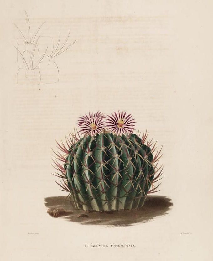 Vintage botanical illustration of an *Echinocactus cotonogronus* cactus with pink flowers and a pencil sketch of its structure.