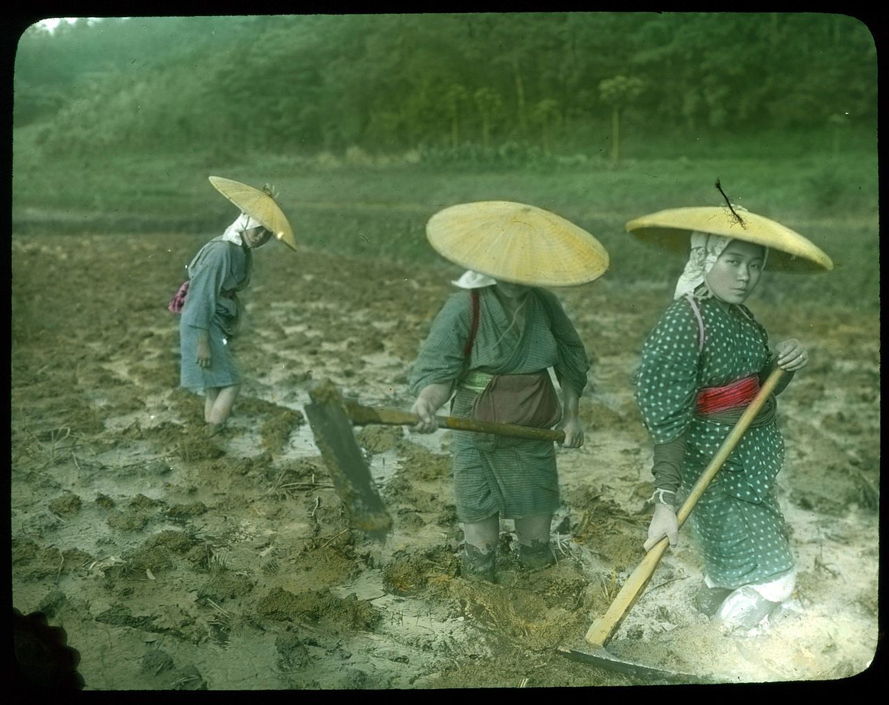 Vintage photograph of three Japanese farmers working in a muddy field, wearing traditional clothing and conical straw hats.