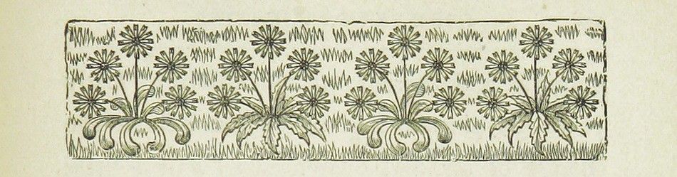 Vintage illustration of dandelions growing in grass.
