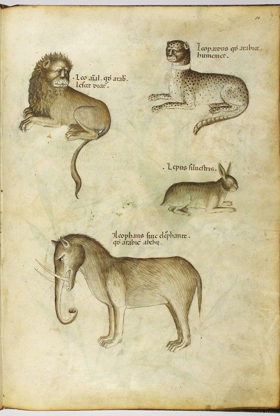 A page from a medieval manuscript with illustrations of a lion, leopard, hare, and elephant, each labeled with Latin text.