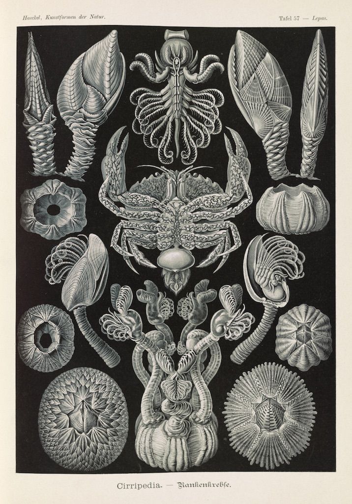 Vintage scientific illustration of barnacles and crustaceans, detailed black and white drawing.