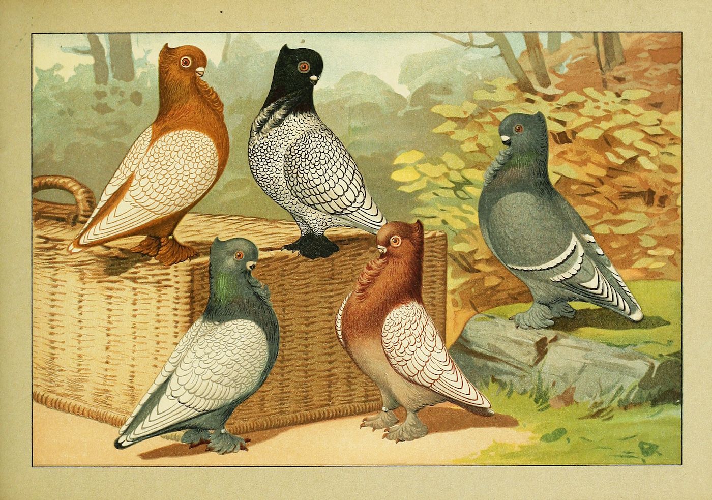 Vintage illustration of five pigeons in a forest setting.