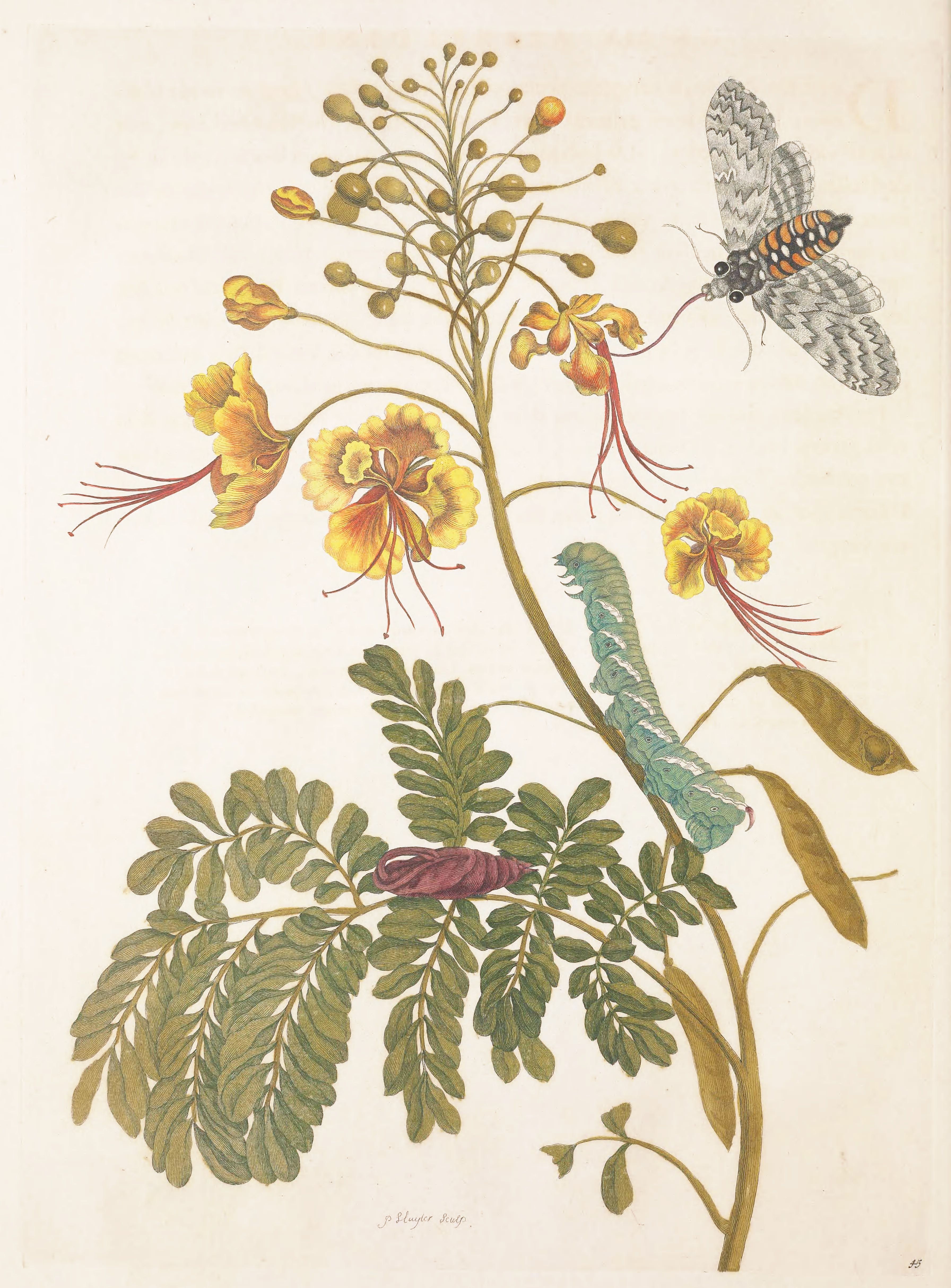 Botanical illustration of a plant with a moth and caterpillar.