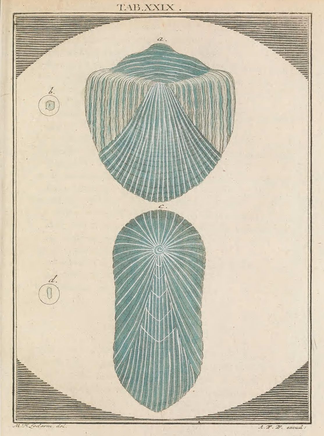 A vintage botanical illustration depicting two views of a leaf or plant structure. The top view (a) is broad and oval, filled with radiating lines. The side view (c) is elongated and oval, with vertical lines. Labels 'b' and 'd' are present, along with text 'TAB.XXIX.' and artist/engraver names at the bottom.