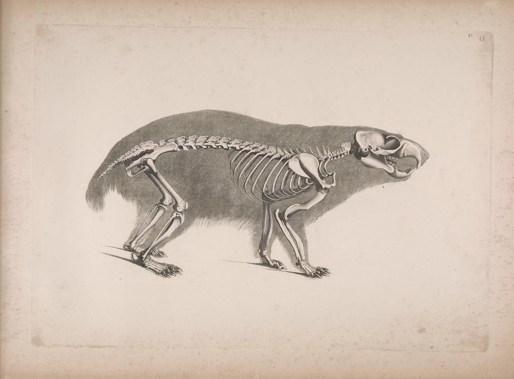 Vintage illustration of an animal skeleton, likely a mammal, in a quadrupedal stance.