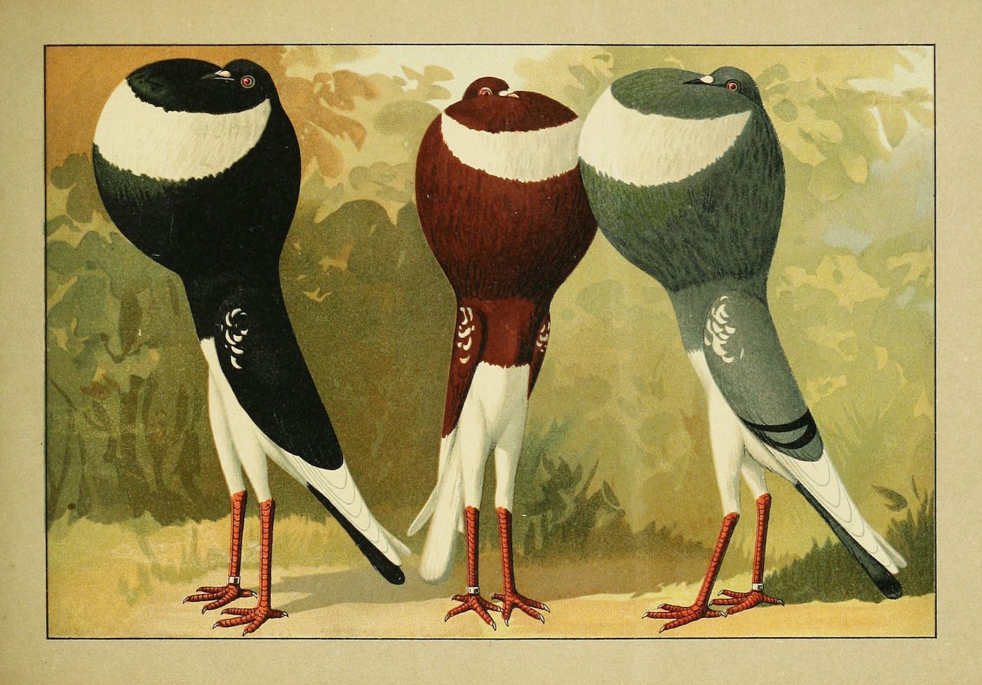 Vintage illustration of three pigeons with different color patterns standing side-by-side.
