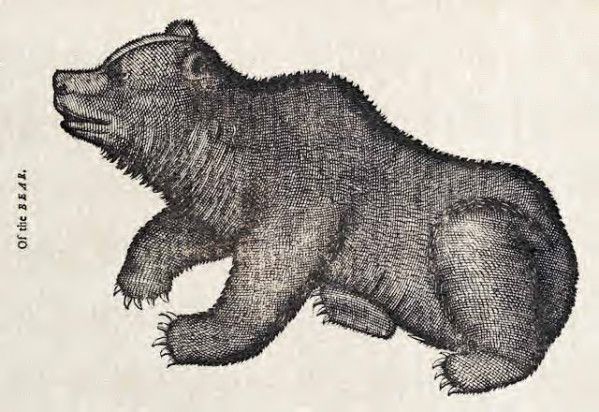 Vintage illustration of a bear.