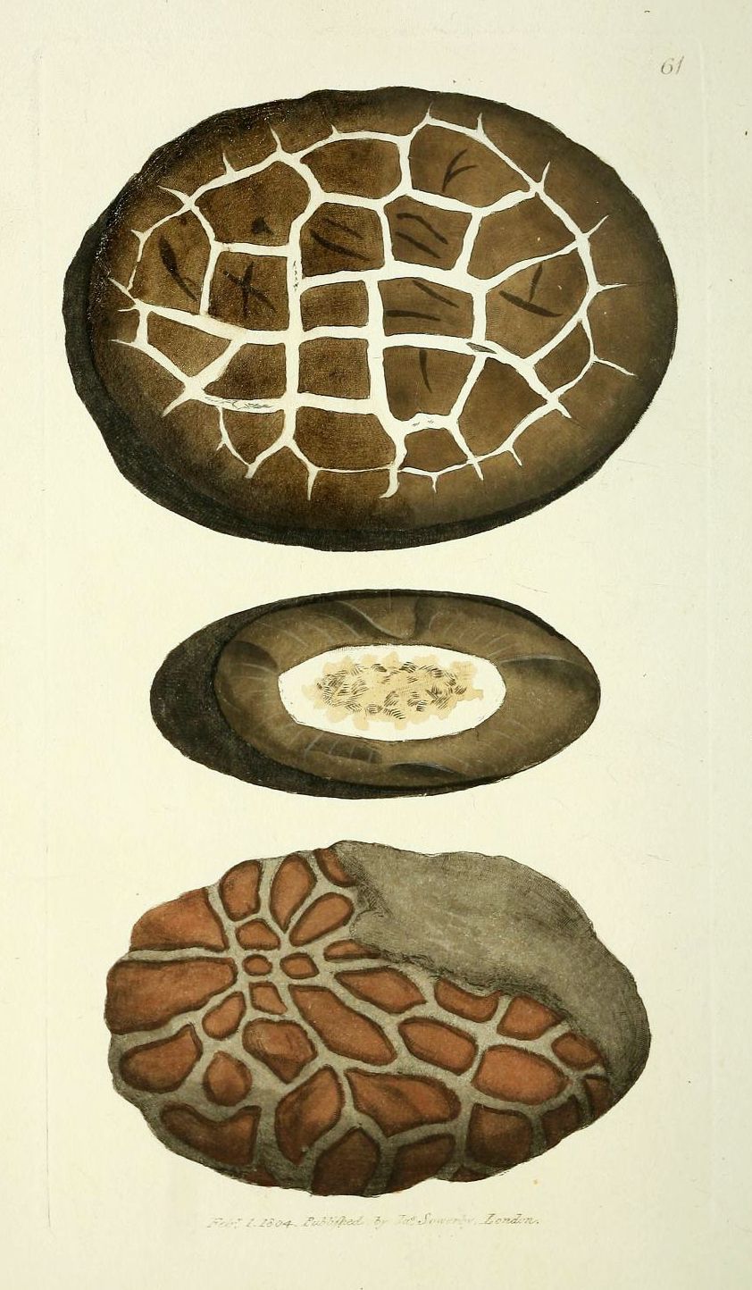 Vintage botanical illustration of a mushroom in three views: top, cross-section, and side.