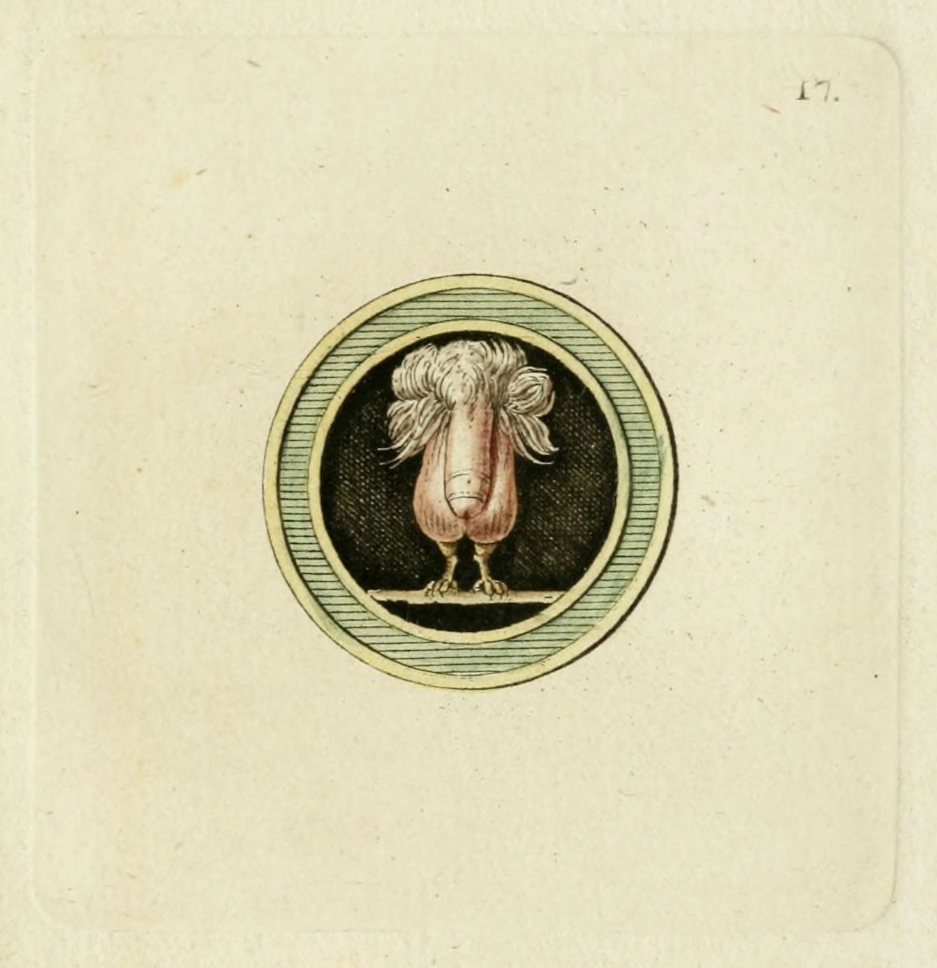 Vintage illustration of a stylized human posterior with ruffled hair-like structure on top, standing on bird-like legs, within an oval frame.