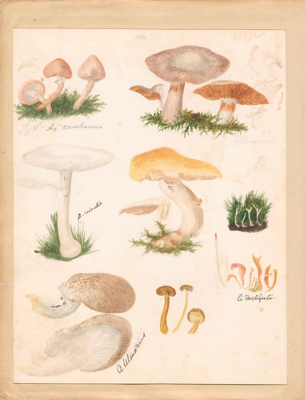 Vintage botanical illustration of mushrooms and plants in watercolor and ink.