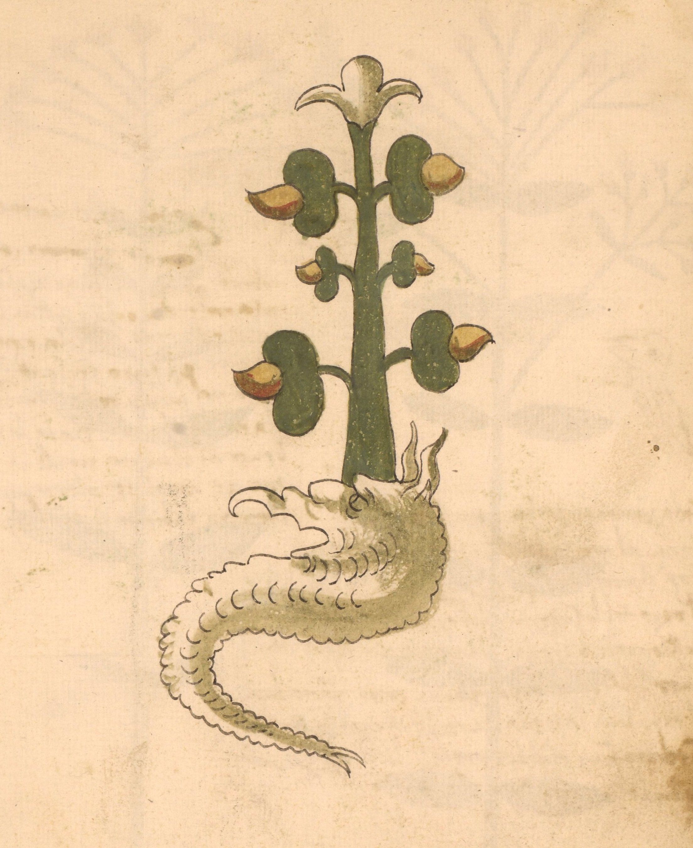 A vintage illustration of a plant growing from a dragon's body.