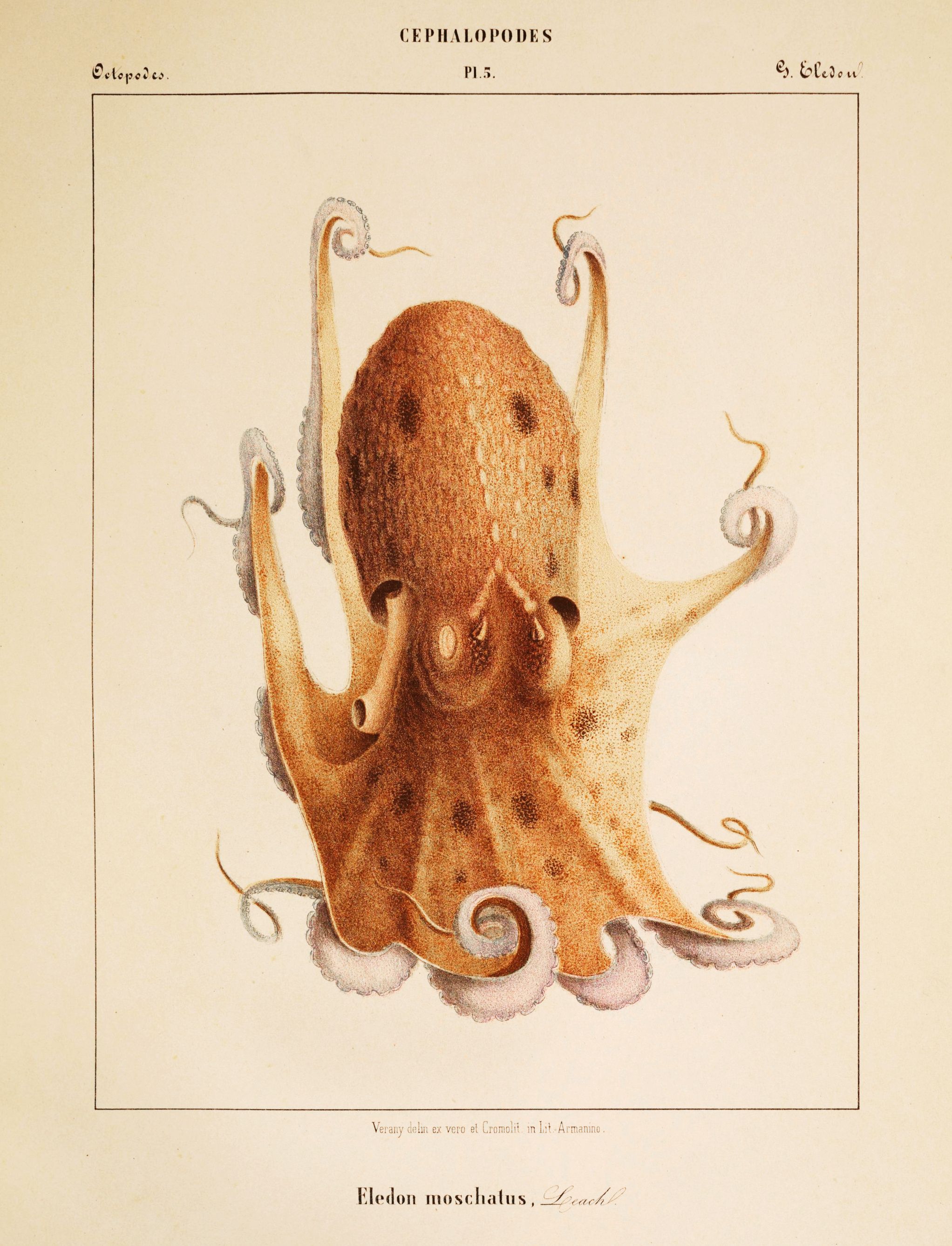 Vintage scientific illustration of an octopus with detailed anatomical accuracy and artistic rendering.