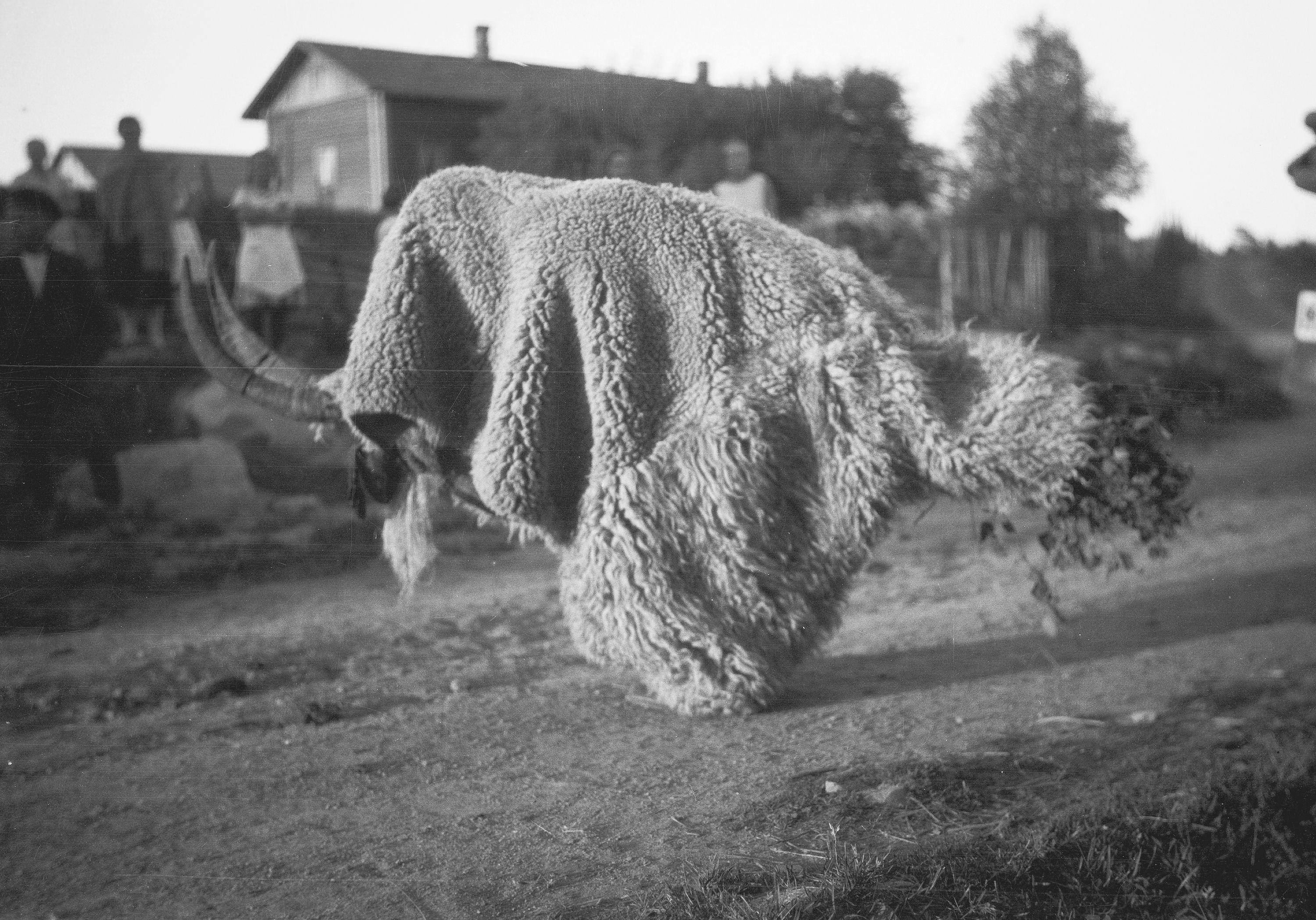 A black and white photograph of a sheep covered in a thick coat, grazing in a field with a house and trees in the background.