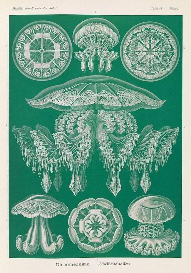 A vintage scientific illustration of nine disc-shaped jellyfish (Discomedusae) on a deep green background. The jellyfish are rendered in delicate white lines, showcasing intricate patterns of tentacles and bell structures. Text at the top reads 'Haeckel, Kunstformen der Natur.' and 'Tafel 88 - Palmen.' Below the illustrations, the text reads 'Discomedusae. - Scheibenquallen.'