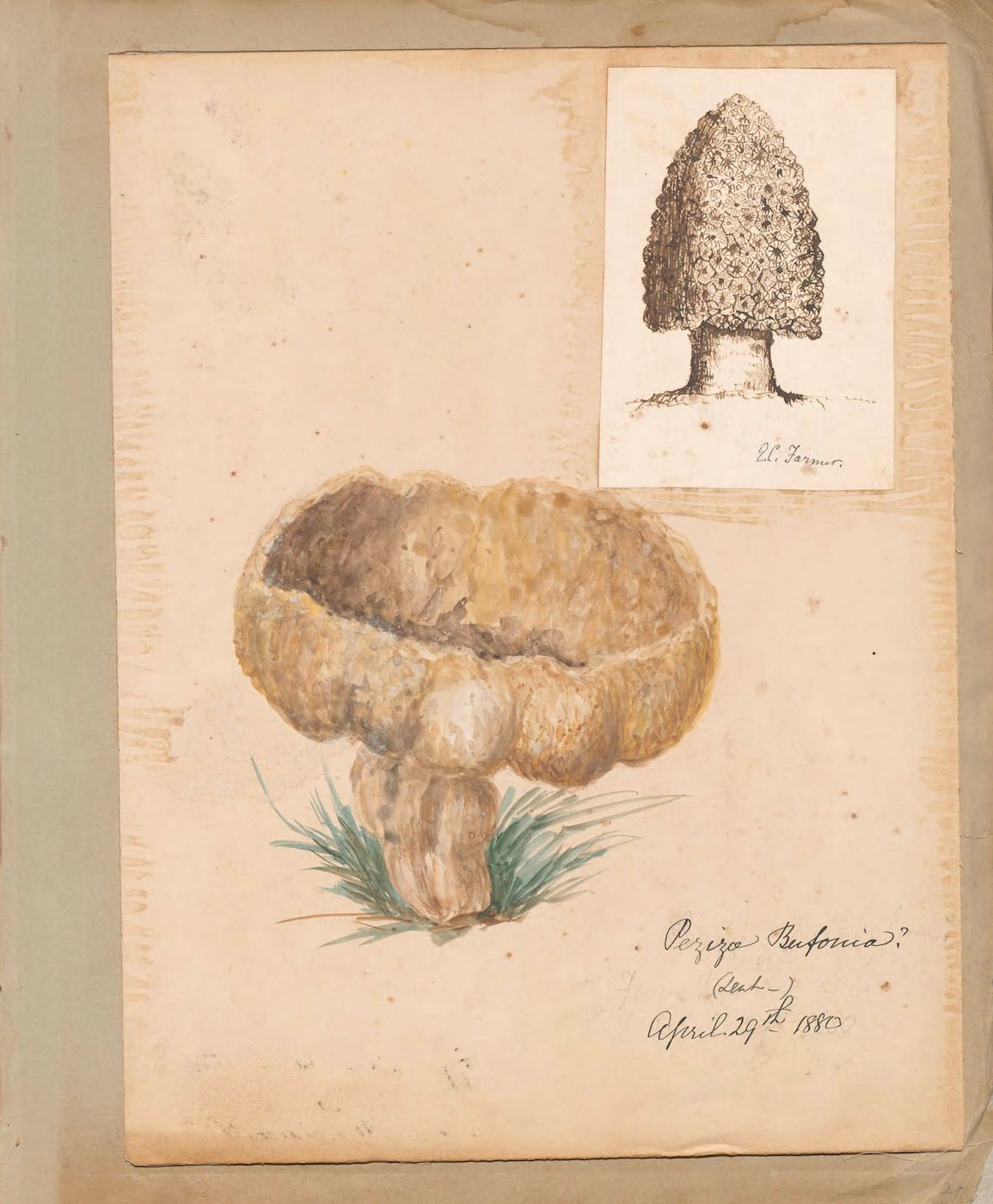 Vintage botanical illustration of a mushroom and tree.