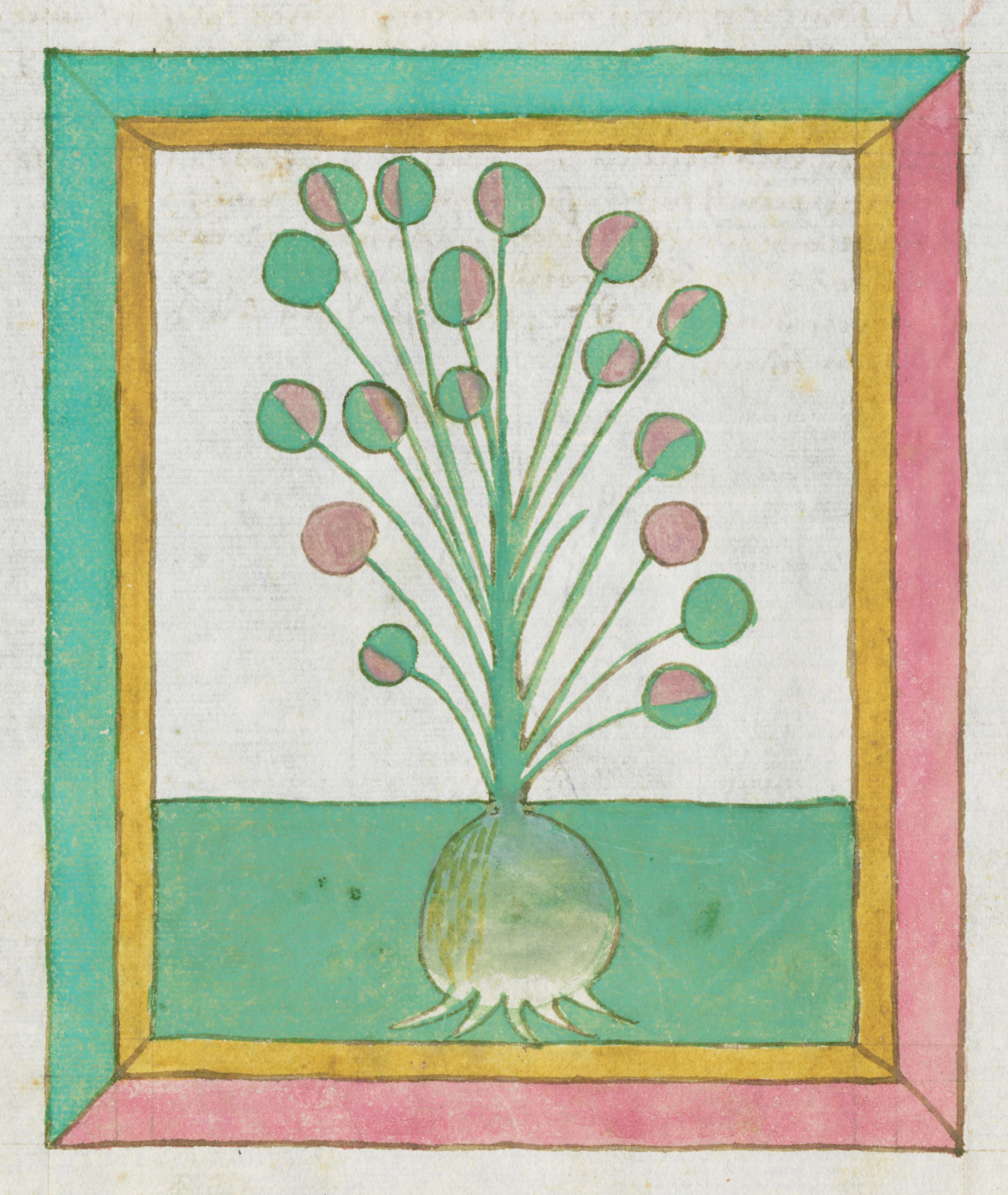 A vintage botanical illustration of a plant with a bulbous root and alternating green and pink leaves, set within a decorative border of gold, pink, and teal.