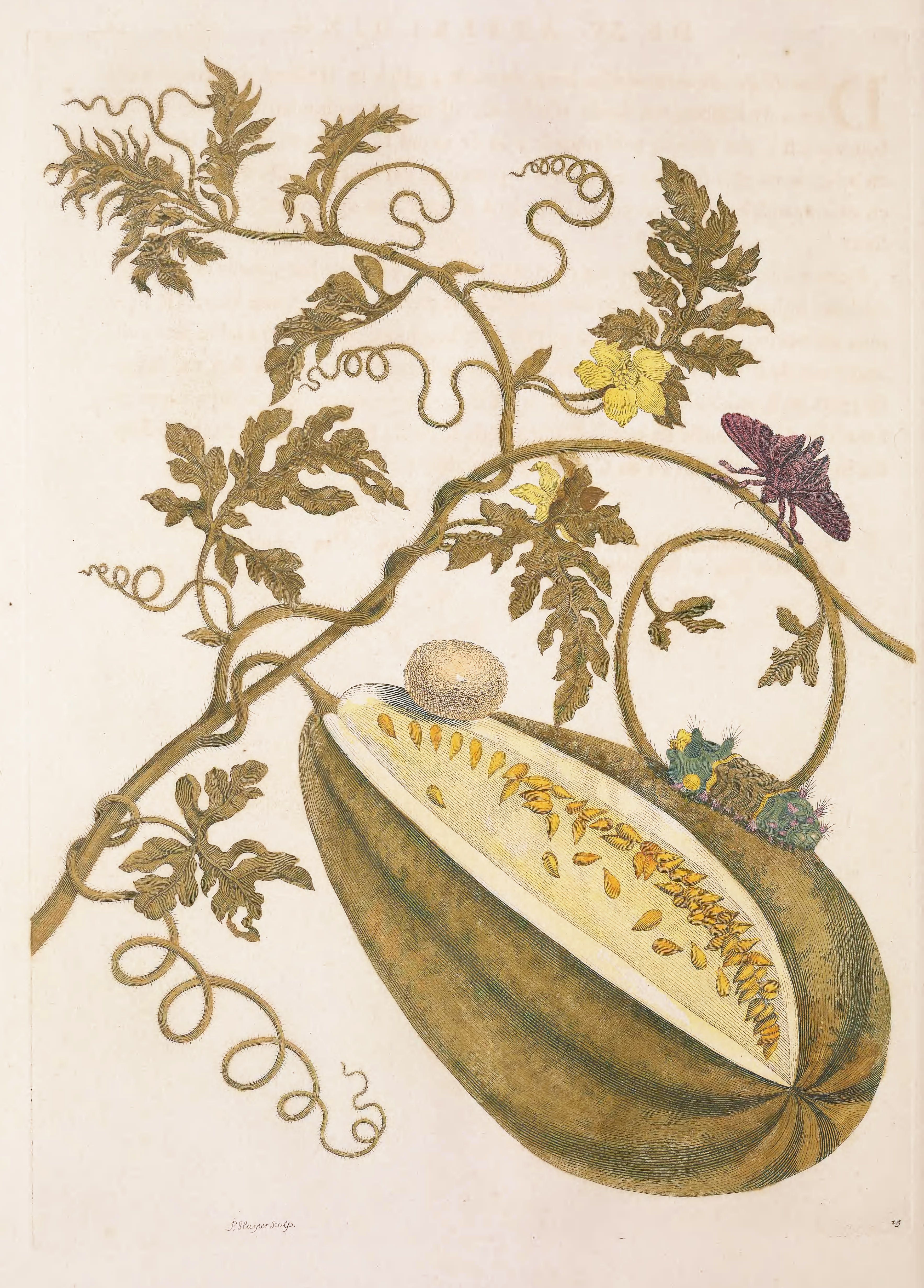 Vintage botanical illustration of a plant with a cut-open fruit revealing its seeds and a caterpillar.