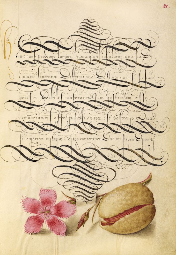 A page from a book or manuscript with ornate calligraphy and watercolor illustrations of a pink flower and a brown vase.