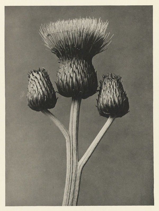 Vintage black and white photograph of a thistle plant with a fully bloomed flower head and three smaller buds.
