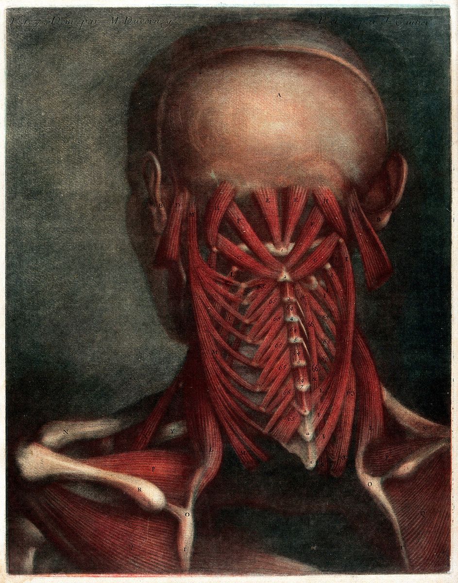 Vintage anatomical illustration of the human head and neck musculature, with detailed lines, shading, and labels.