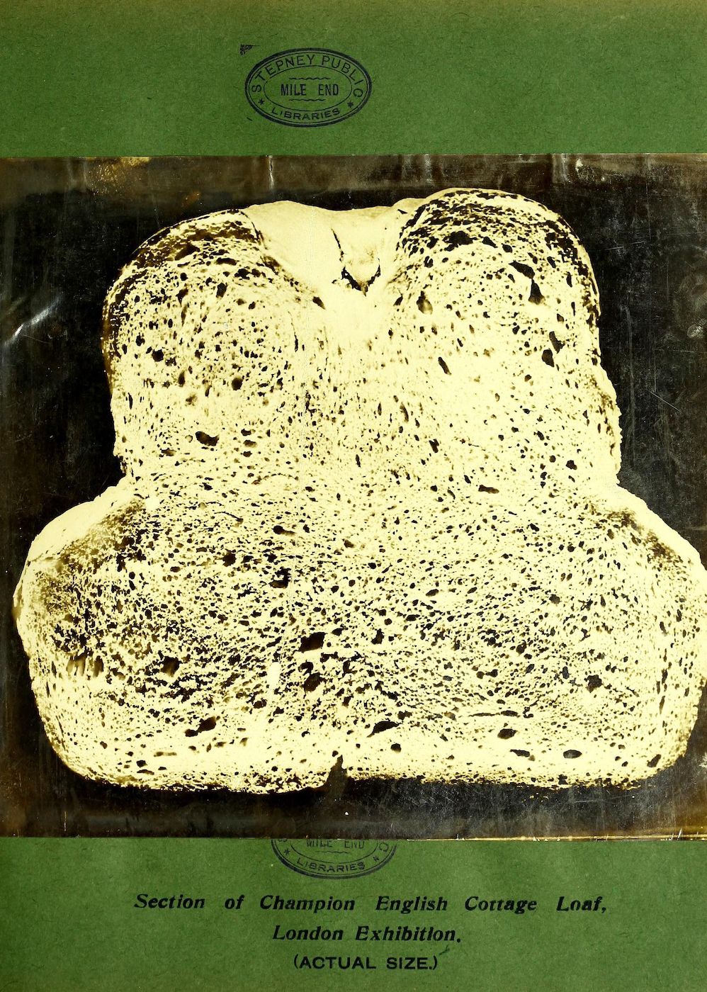 A vintage photograph of a cross-section of a Champion English Cottage Loaf from a London exhibition, showing a light golden-brown loaf with a very open, irregular crumb structure.