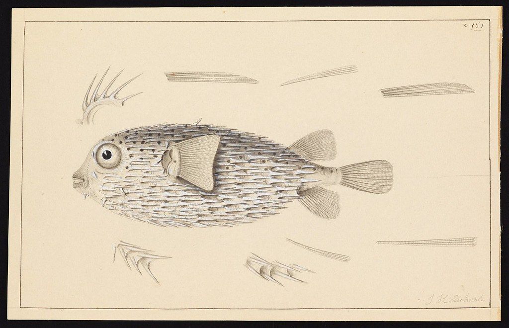 Vintage drawing of a pufferfish in profile, with seaweed sketches above and below.