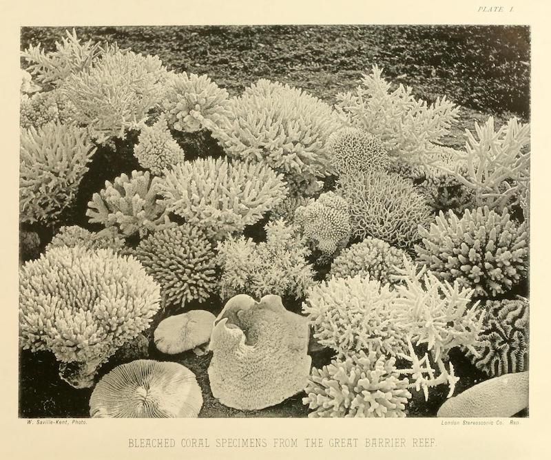 Vintage black and white photograph of bleached coral specimens from the Great Barrier Reef.