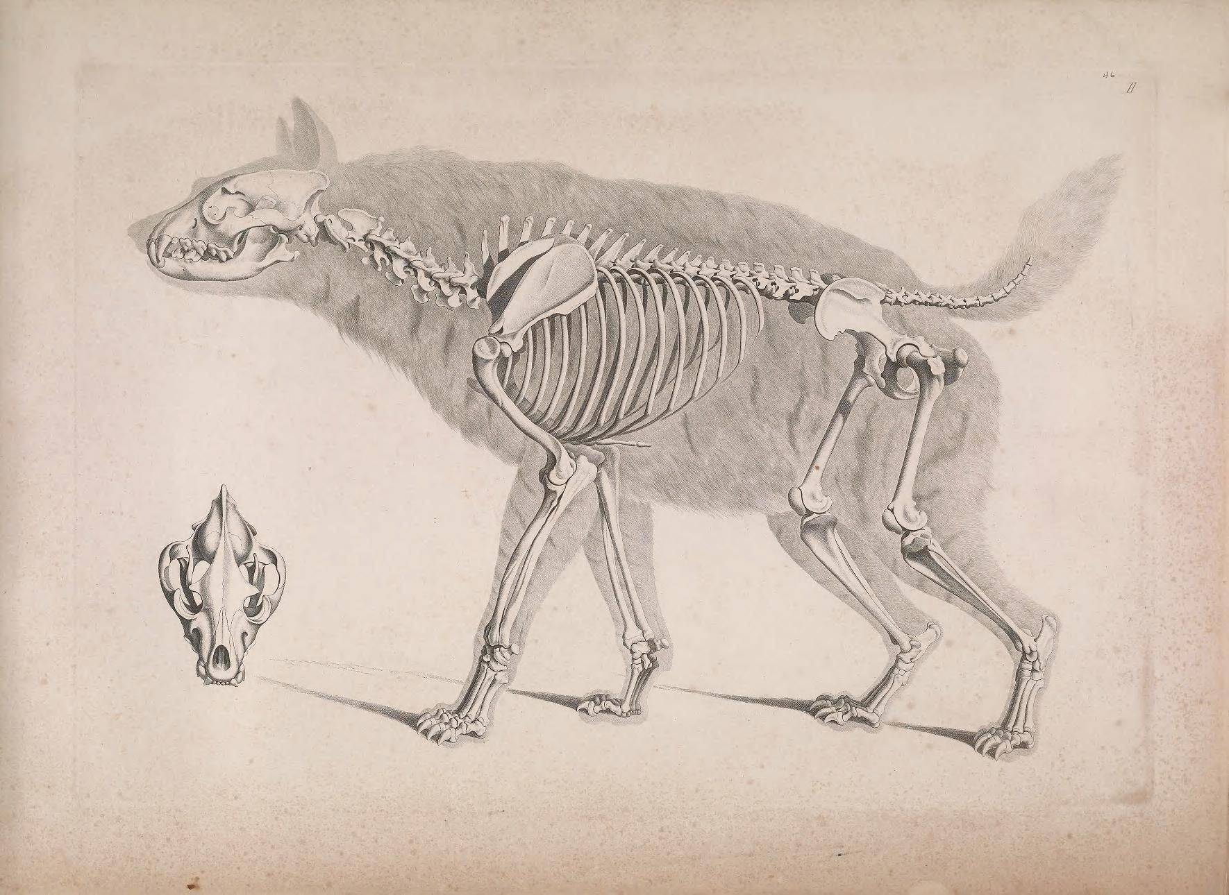 Vintage illustration of a canine skeleton with a detached skull.